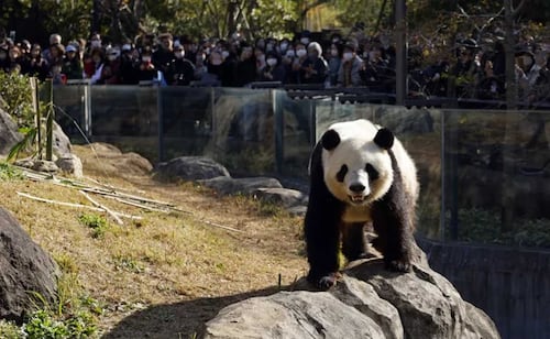 Pandas vuelven a Atlanta tras acuerdo entre Trump y Xi; Ping Ping y Fu Shuang llegan desde China por 10 años