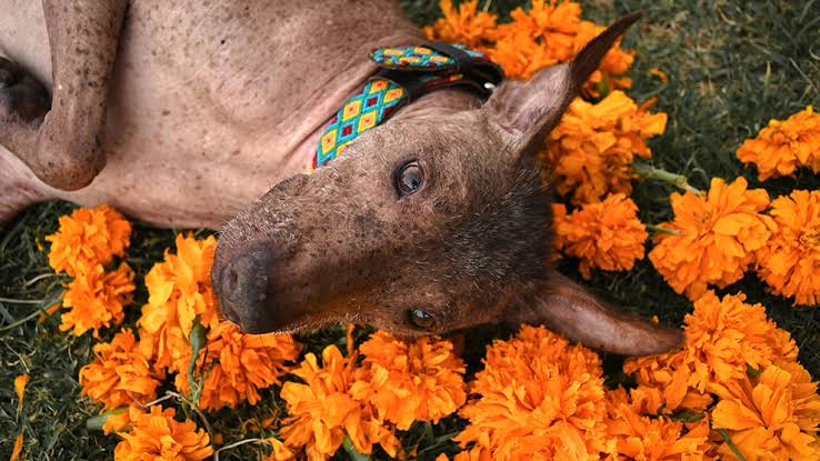 Primer Festival del Perro Xoloitzcuintle en CDMX: celebración del compañero al Mictlan