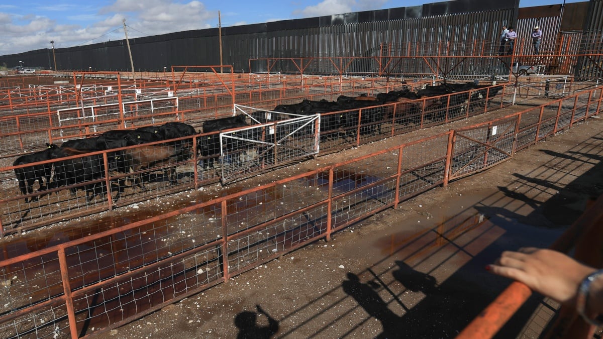 ¡Que pasen las vacas! Chihuahua reanuda exportación de ganado a EU tras cierre por gusano barrenador