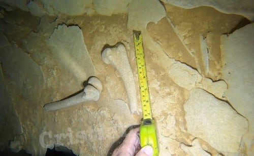 Realizan hallazgo en cueva de Abalá, Yucatán; aportaría nueva información sobre fauna histórica en el estado