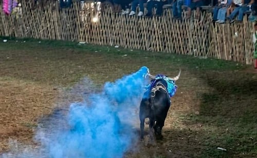 Revelación de género sorprende en corrida de Tixméhuac, Yucatán; toro salió al ruedo entre humo azul