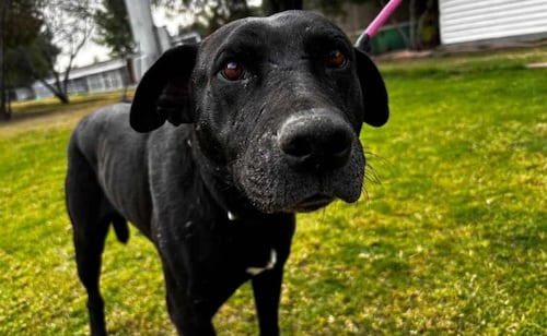 Senado aprueba Ley General de Bienestar Animal; es turnada a Diputados