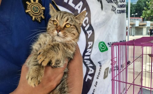 SSC realiza jornada de adopción en la Glorieta de Insurgentes; 12 perros y gatos buscan un nuevo hogar