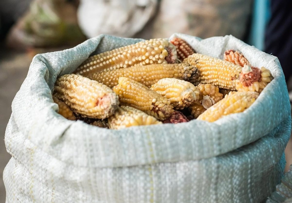 Tolonki, maíz mexicano para hacer palomitas que está en peligro de desaparecer