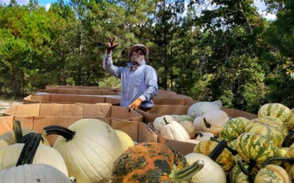 Trabajo para migrantes en California: Hay vacante como trabajador agrícola y gana 18 dólares la hora