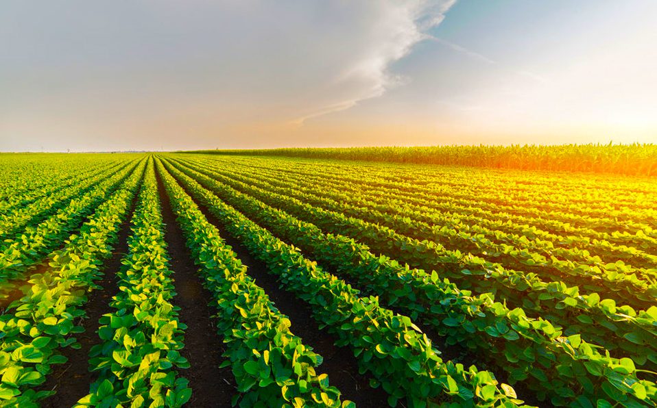 Trabajo para migrantes en Florida: Hay vacante como trabajador agrícola y gana 15 dólares la hora