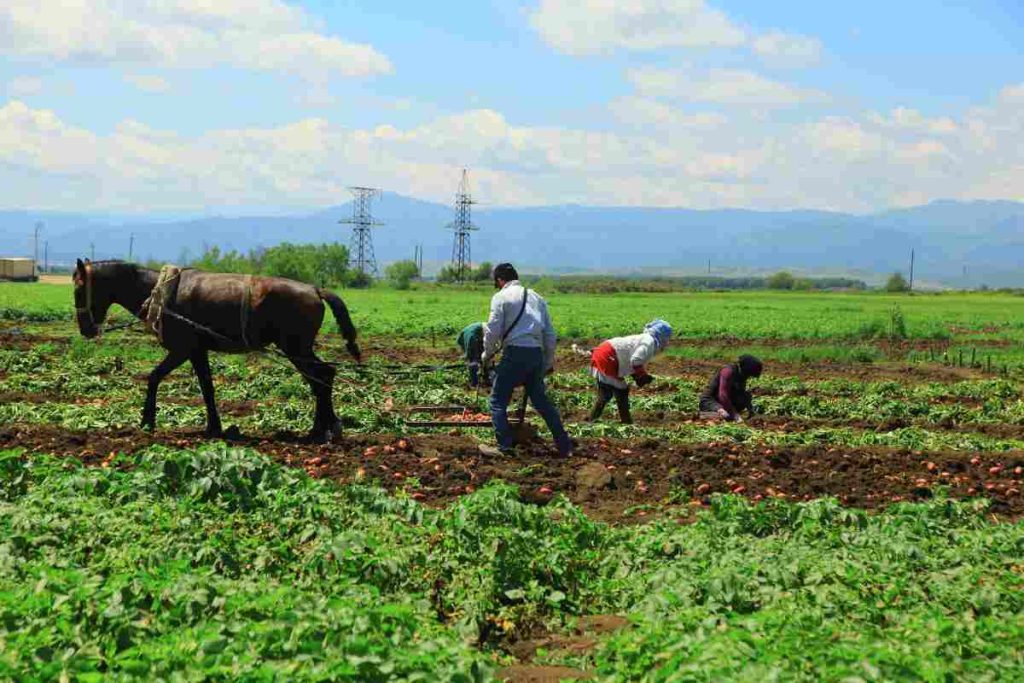 Trabajo para migrantes en Kentucky: Hay vacante como trabajador agrícola y gana 14 dólares la hora
