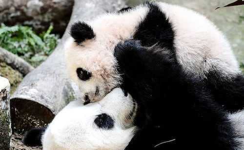 Tras visita de Xi, China envía dos pandas gigantes a EU; estarán una década en el país