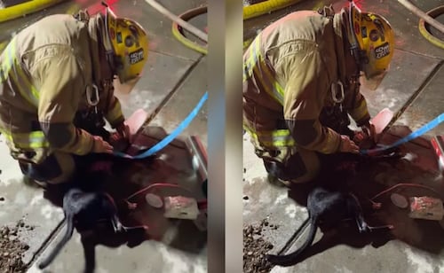 VIDEO: Bomberos rescatan a perros  de un incendio en Arizona; logran reanimarlos con "Fido bags", una herramienta especial
