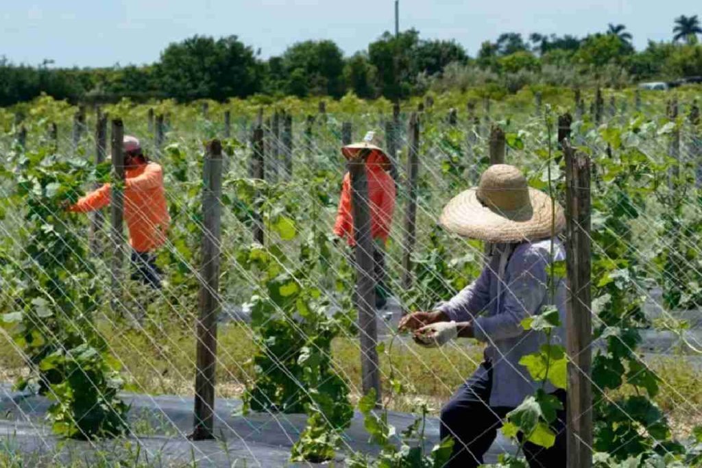 7 de cada 10 votantes rurales reconocen la importancia de los migrantes para la economía