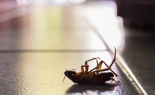 Adiós a las cucarachas en cocina y baño: los trucos efectivos sin ácido ni bicarbonato