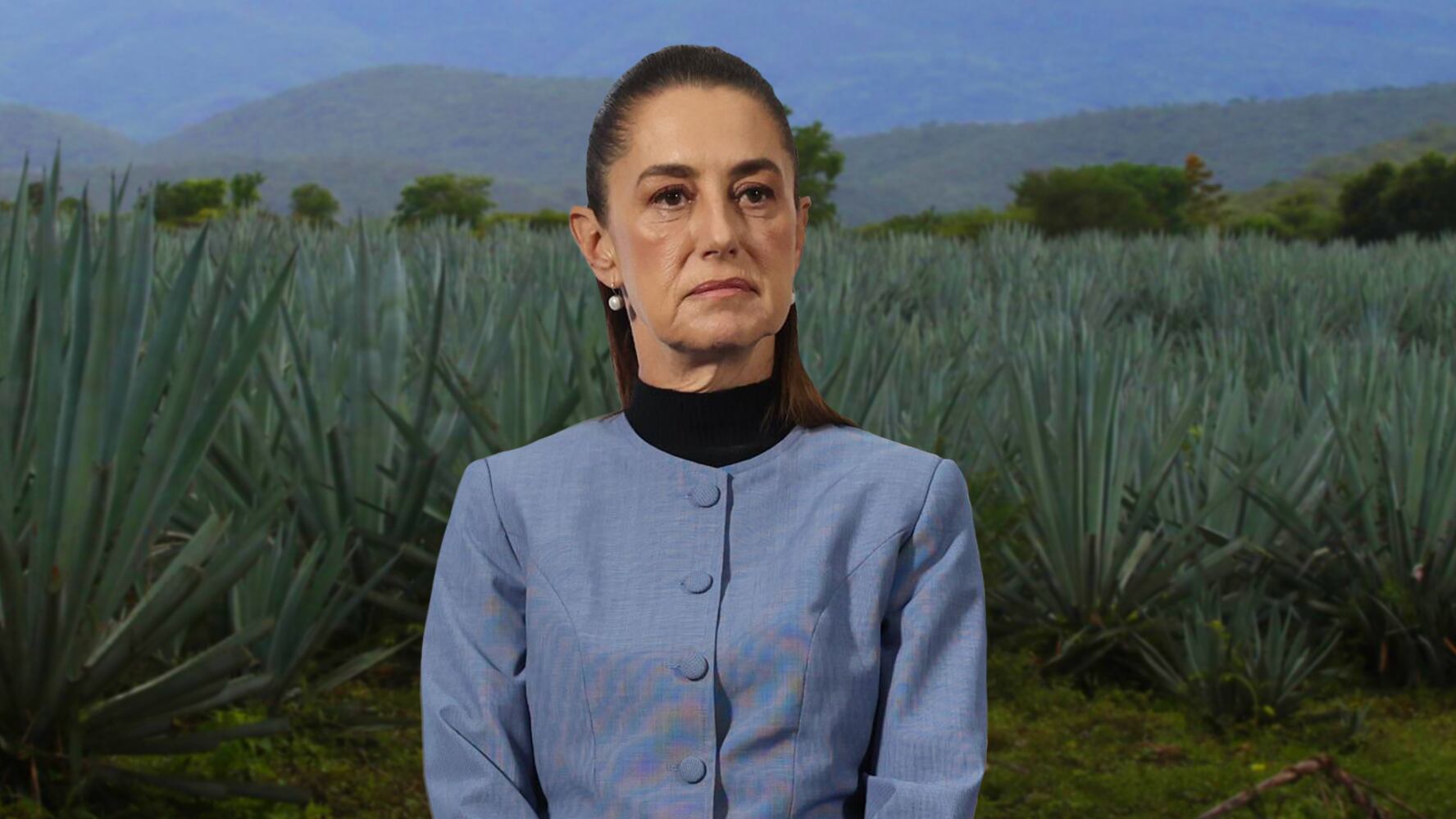 ‘Agave a un peso’: Sheinbaum prepara apoyo para productores por baja en consumo de alcohol