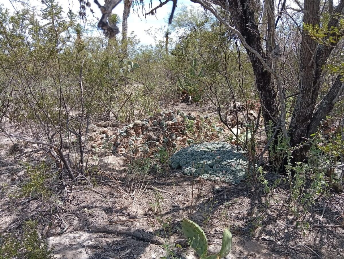 Así opera la mafia agraria en San Luis Potosí