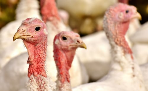 Brasil detecta foco de Newcastle en granja de pavos; autoridades clausuran establecimiento para contener el virus