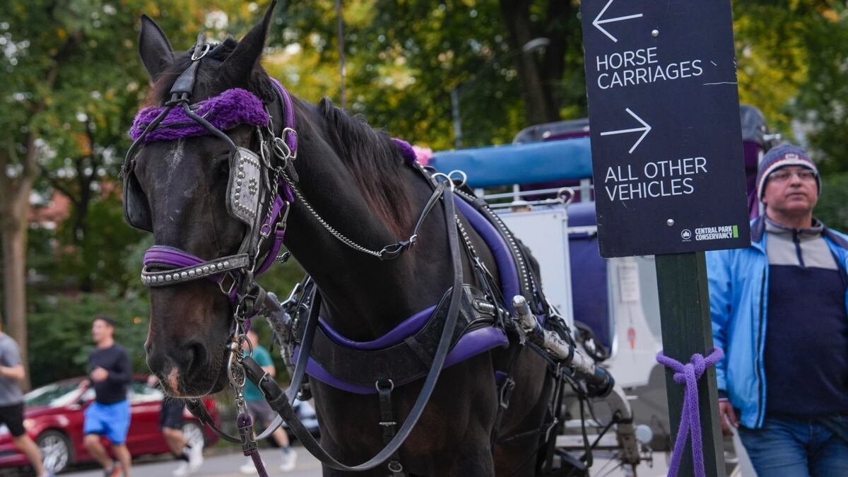 Central Park se queda sin atractivo turístico: Prohíben en Nueva York carruajes tirados por caballos