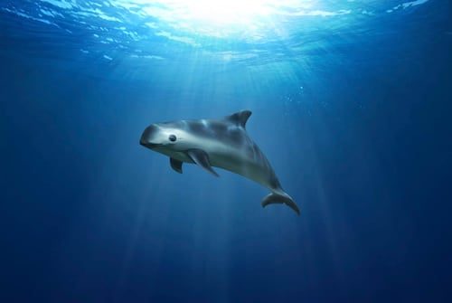 Convención sobre Comercio Internacional de Especies Amenazadas evaluará situación de la vaquita marina; destacan esfuerzos de México