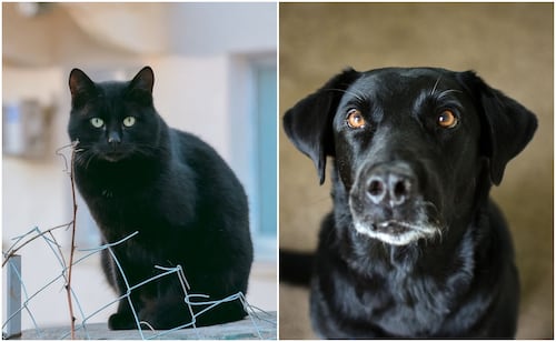 ¿Cuáles son los peligros que enfrentan las mascotas de color negro en esta temporada?; así puedes protegerlos