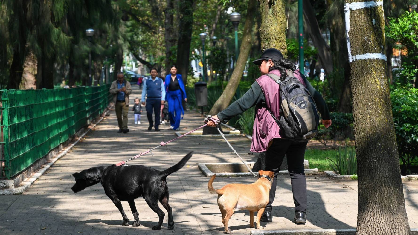 Cuida a tu lomito: ¿Cómo envenenaron a perros en el Parque España de la Condesa?