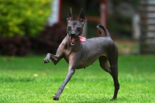 Declaran al xoloitzcuintle Patrimonio Cultural Inmaterial de CDMX; buscan preservar saberes y tradiciones asociados a la raza