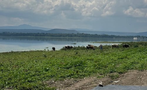 Denuncian falta de acciones para restaurar área ecológica de presa Endhó en Hidalgo; aseguran que decreto federal sólo ha quedado en el papel