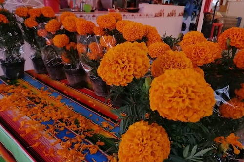 Día de Muertos 2026: ¿Cómo hacer que la flor de cempasúchil dure más tiempo?; conoce la guía de cuidados