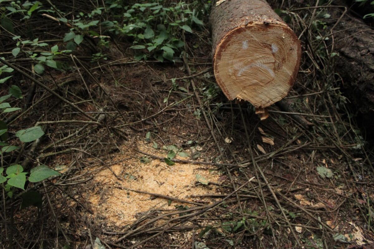El Ocotal: la disputa por el bosque ahora enfrenta a los vecinos con el gobierno