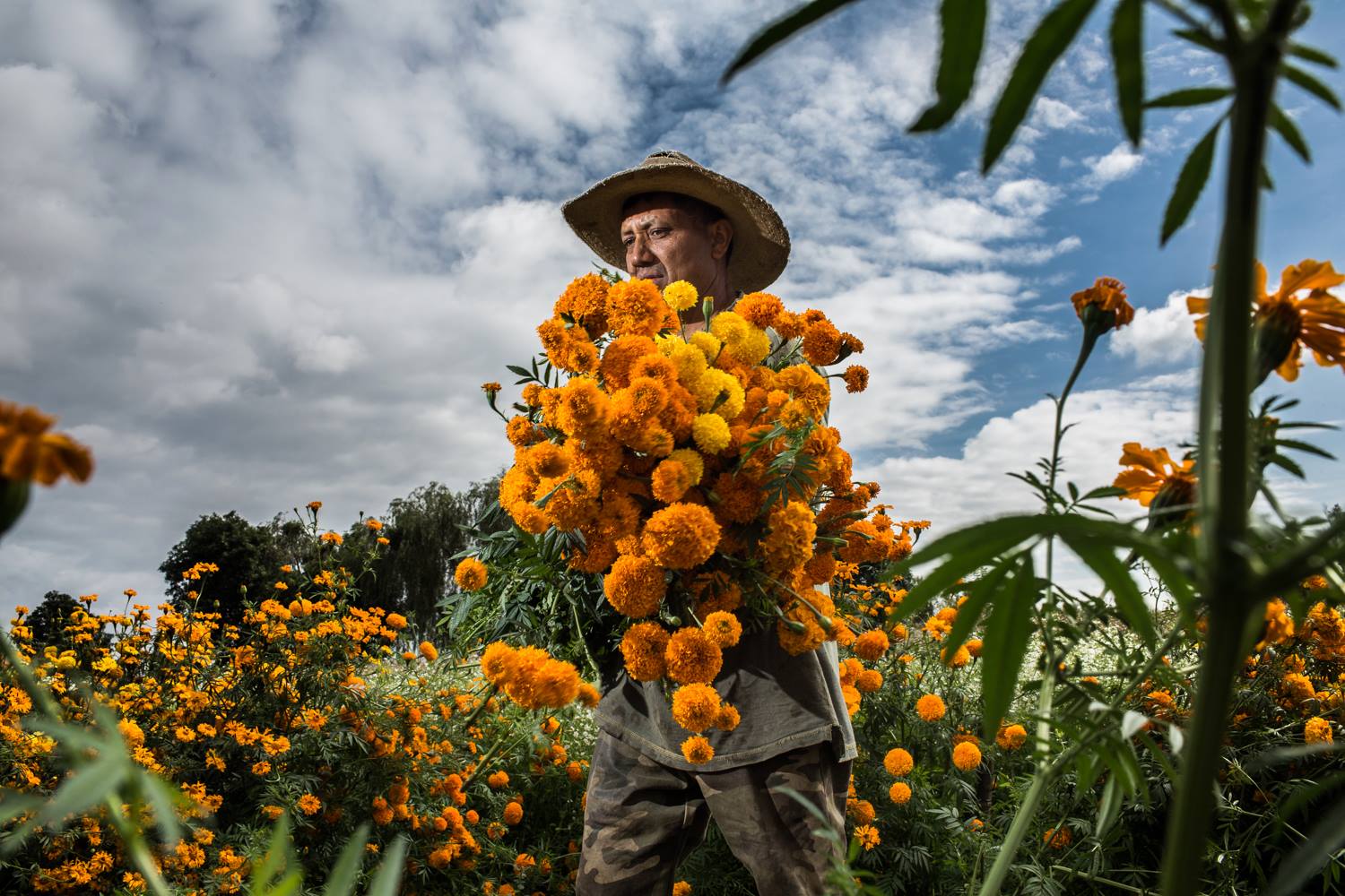 Festival de Flores de Cempasúchil 2026,  ¡compra tus flores 100% mexicanas!