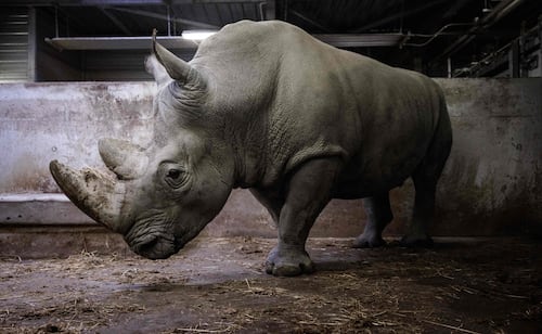 FOTOS: Trasladan a un rinoceronte blanco de París a México; con Wami buscan preservar diversidad genética de la especie