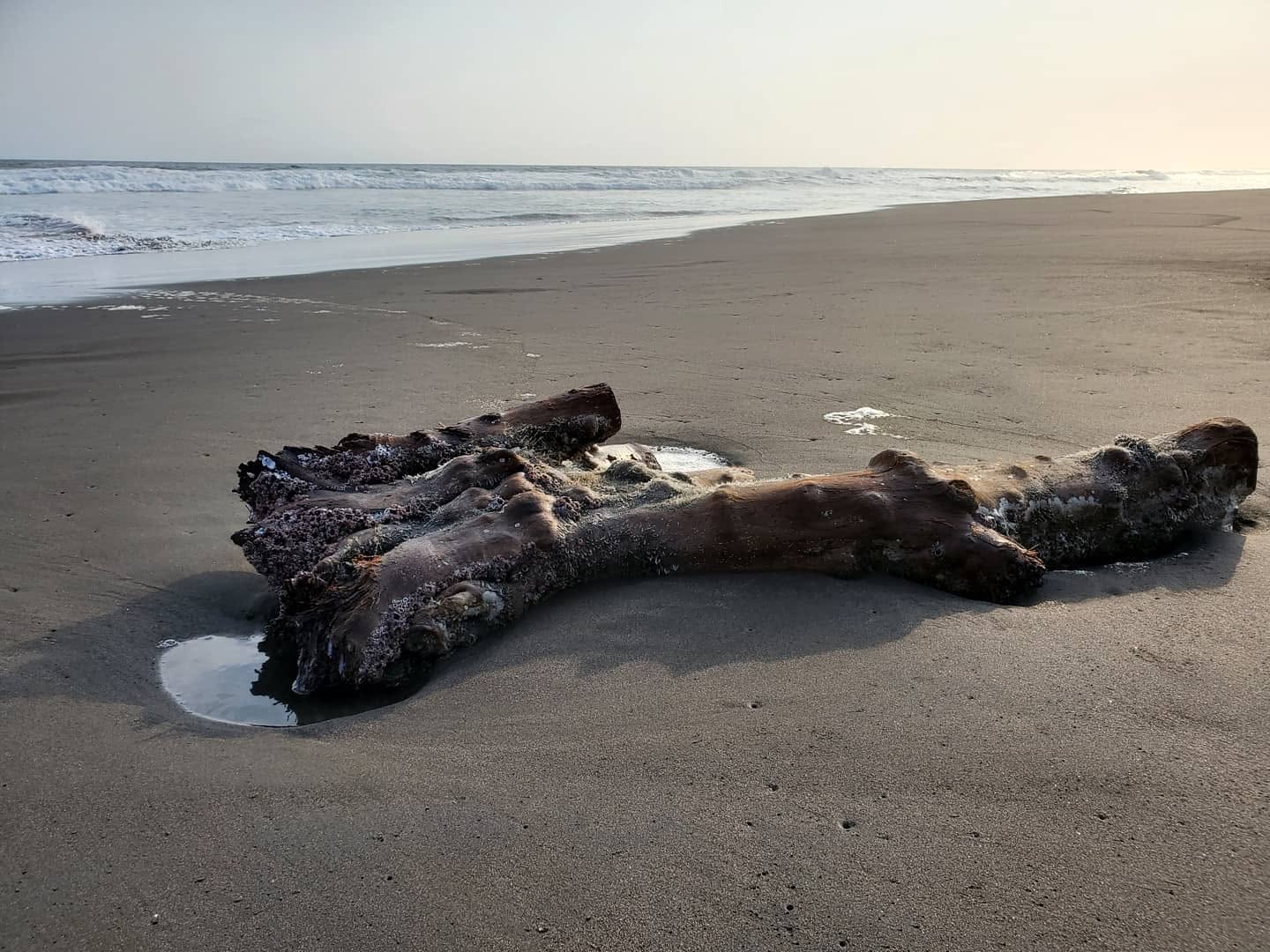 Guía de playas de arena negra en Colima: ruta y atractivos