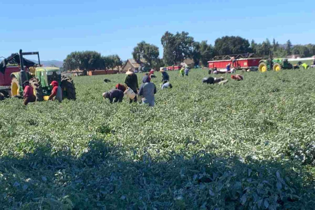 ¡Hay trabajo en California para latinos! Pagan 16.90 por hora cultivando vides