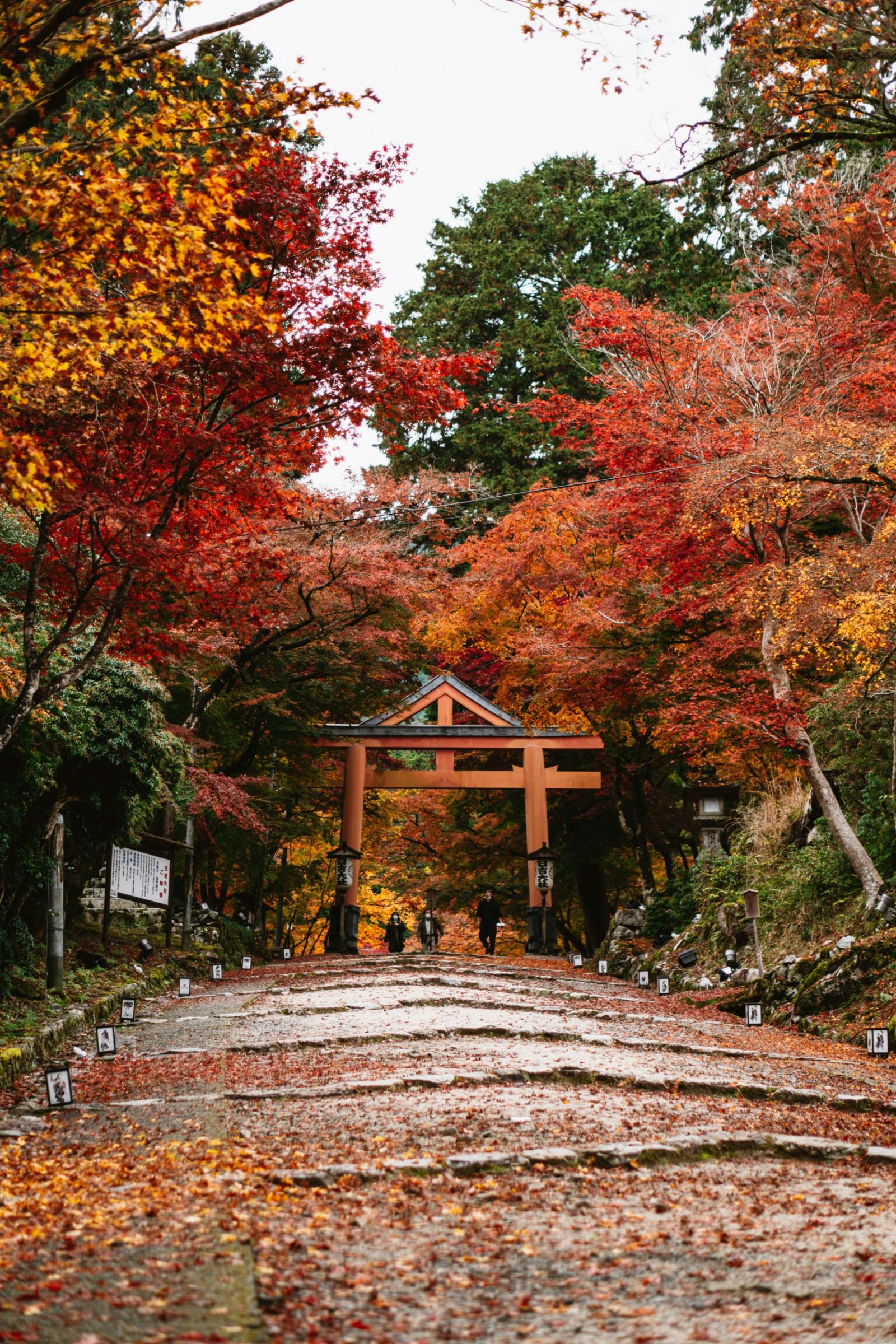 Momijigari: cómo Japón convierte las hojas de otoño en una experiencia turística
