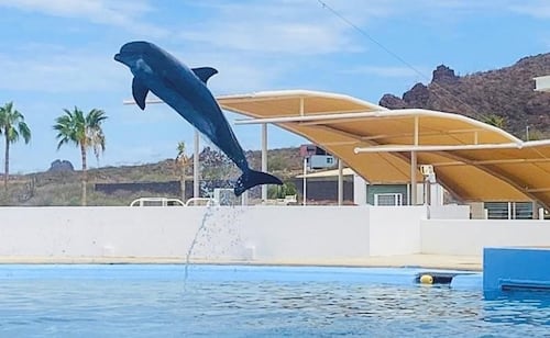 Muere delfín "Moana" bajo custodia del Delfinario Sonora; investigan causa del deceso