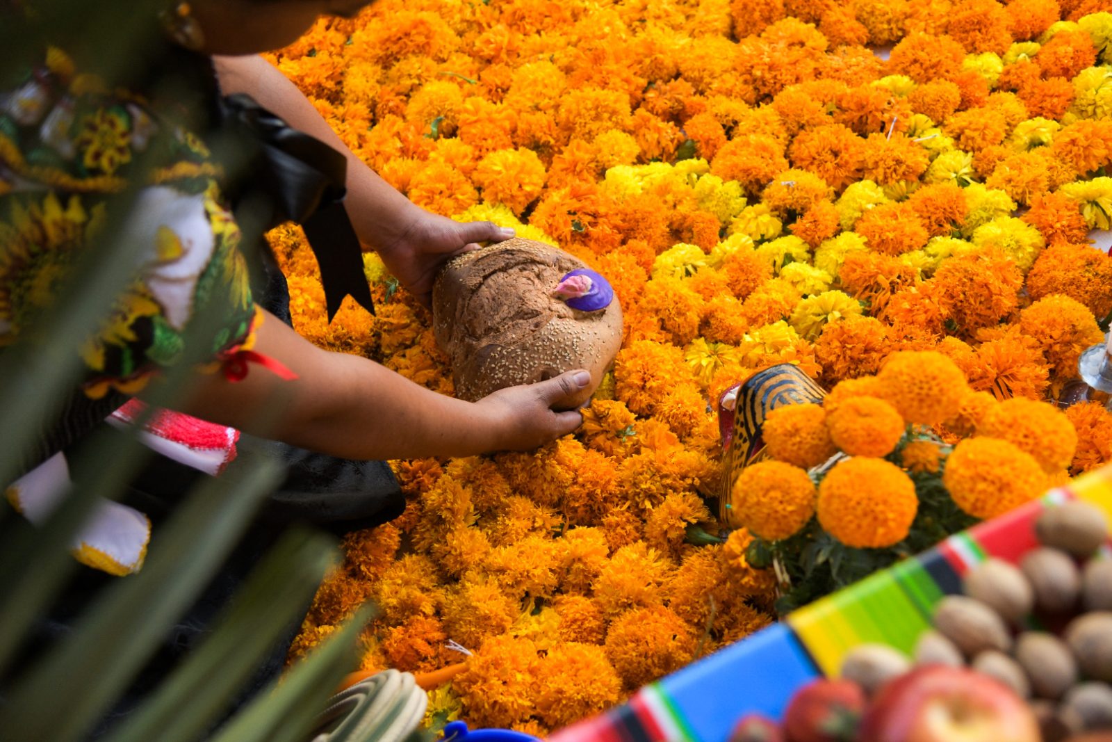 Oaxaca se prepara para el Día de Muertos 2026: comparsas, altares y campos de cempasúchil