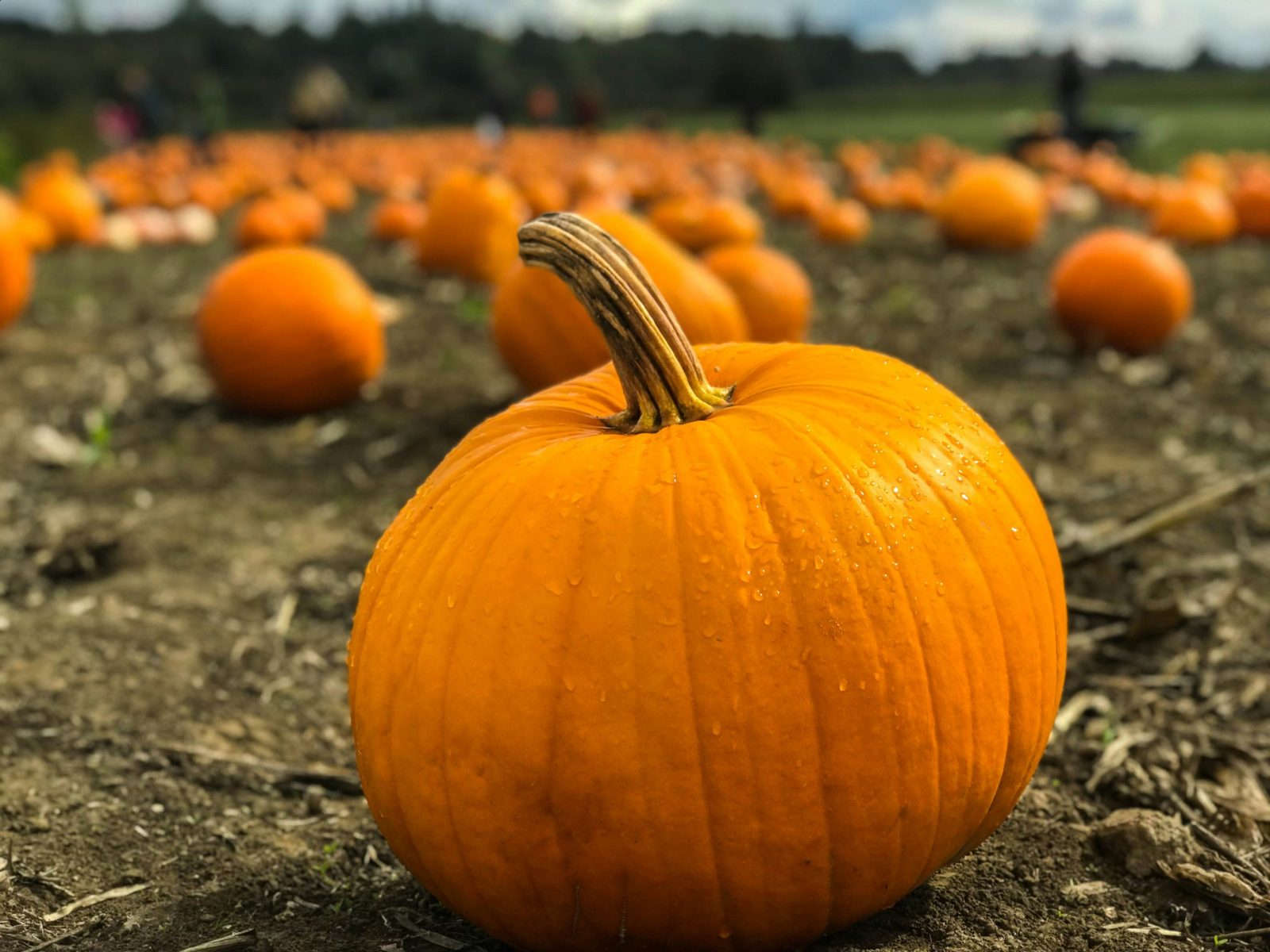 Pumpkin patches en México: destinos para vivir un otoño de película