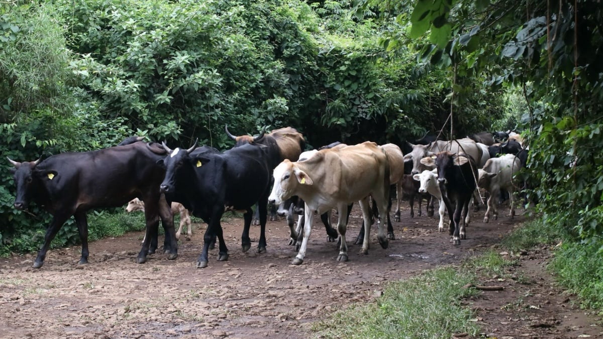 Sonora suspende temporalmente exportación de ganado a EU por caso sospechoso de fiebre aftosa