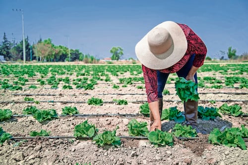 Taylor Farms suspenderá cosecha de lechuga procedente de México; medida será durante temporada de cyclospora en EU