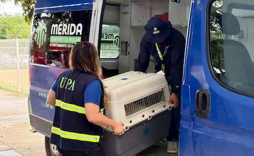 Un perro entra a una vivienda en Mérida y ataca a mujer; es la segunda agresión del animal en contra de la víctima