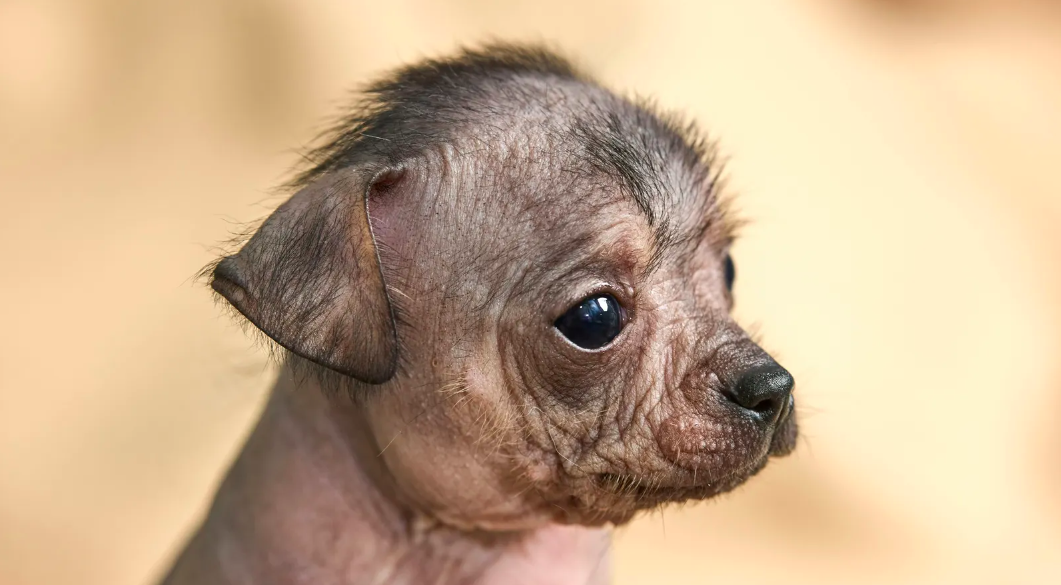 Xoloitzcuintle es declarado Patrimonio Cultural de la CDMX
